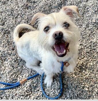 Meci -  Shih Tzu and West Highland White Terrier Westie Dog for Adoption in Gilbert, Arizona - Meci | PetCurious