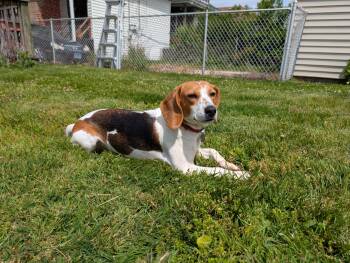 Juniper -  Beagle Dog for Adoption in Oak Forest, Illinois - Juniper | PetCurious