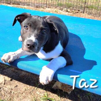Terrier Dogs Available for Adoption in Palm Harbor, Florida - Taz | PetCurious