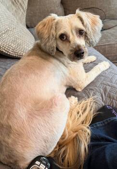 Poodle and Maltese Dogs Available for Adoption in Westminster, Maryland - Nino | PetCurious
