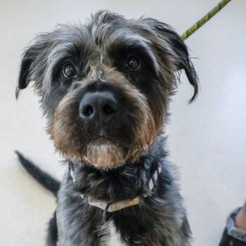 Rescue Poodle and Black Labrador Retriever Dogs for Adoption - Star | PetCurious