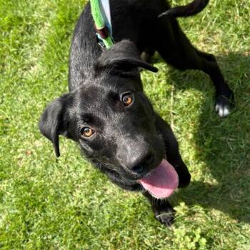 Oreo -  Mixed Breed Dog for Adoption in New York, New York - Oreo | PetCurious