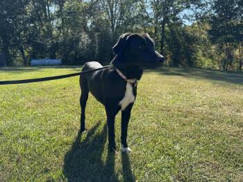 Rescue Labrador Retriever Dogs for Adoption in Eatontown, New Jersey - Raven | PetCurious