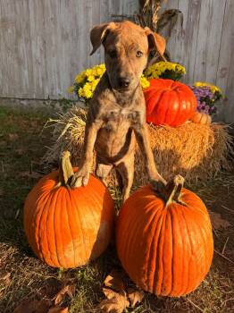 Cinnamon -  Shepherd Dog for Adoption in Roxbury Township, New Jersey - Cinnamon | PetCurious
