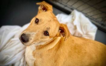 Nala -  Yellow Labrador Retriever Dog Available for Adoption in Livingston, Texas - Nala | PetCurious