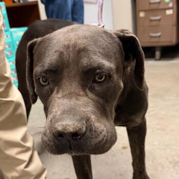 Bronx -  Mastiff Dog for Adoption in Yuma, Arizona - Bronx | PetCurious