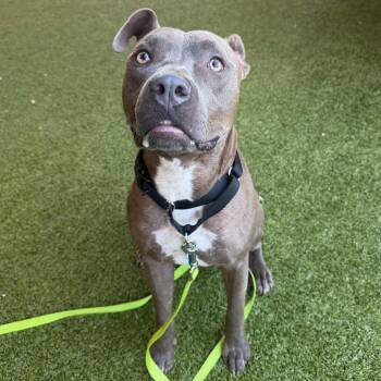 Raymond -  Mixed Breed Dog for Adoption in West Palm Beach, Florida - Raymond | PetCurious
