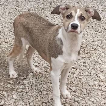 Whippet and Mixed Breed Dogs Available for Adoption in Minnetonka, Minnesota - Tetra D68922 | PetCurious