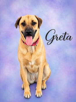 Greta -  Mastiff and German Shepherd Dog Dog for Adoption in Perris, California - Greta | PetCurious
