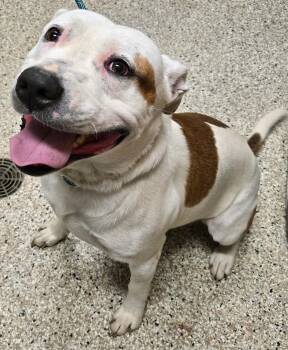 Cody -  Pit Bull Terrier and Bull Terrier Dog for Adoption in Yorkville, Illinois - Cody | PetCurious