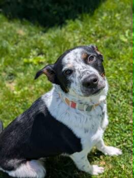 Lady -  Australian Cattle Dog Blue Heeler Dog Available for Adoption in Chambersburg, Pennsylvania - Lady | PetCurious