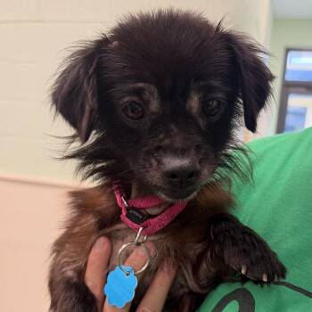 Gail -  Mixed Breed Dog for Adoption in West Palm Beach, Florida - Gail | PetCurious