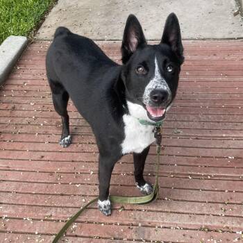 Mixed Breed Dogs Available for Adoption in Houston, Texas - Tito | PetCurious