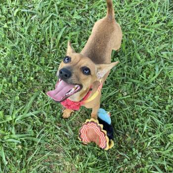 Phoebe -  Mixed Breed Dog for Adoption in Fletcher, North Carolina - Phoebe | PetCurious