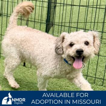 Kobe - Missouri MY26-44 -  Poodle Dog for Adoption in Peyton, Colorado - Kobe - Missouri MY26-44 | PetCurious