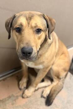 Shepherd and Mixed Breed Dogs Available for Adoption in Fort Worth, Texas - Jibby | PetCurious