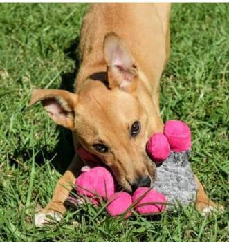 Rescue Mixed Breed Dogs for Adoption in West Chester, Pennsylvania - Dorothy | PetCurious