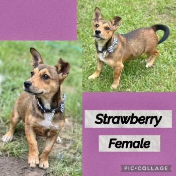 Strawberry -  Dachshund Dog for Adoption in Manchester, Connecticut - Strawberry | PetCurious