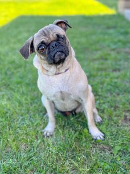 Pug Dogs Available for Adoption in Helotes, Texas - Raspberry | PetCurious