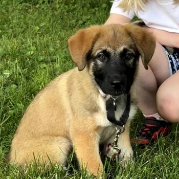 Peaches -  Shepherd and Mixed Breed Dog for Adoption in Potomac, Maryland - Peaches | PetCurious