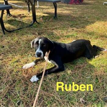 Ruben -  Labrador Retriever and Mixed Breed Dog Available for Adoption in Palestine, Texas - Ruben | PetCurious