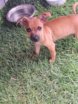 Sally -  Chihuahua Dog for Adoption in Ephrata, Washington - Sally | PetCurious
