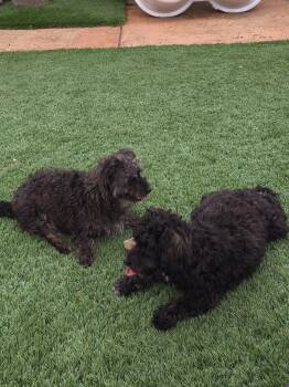 Estrella and Perlita (Darker One) -  Yorkie Poo Dog for Adoption in Brea, California - Estrella And Perlita (Darker One) | PetCurious