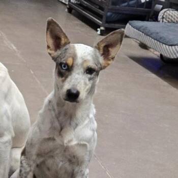 Rescue Border Collie and Australian Cattle Dog Blue Heeler Dogs for Adoption in Graham, Texas - Breckin | PetCurious