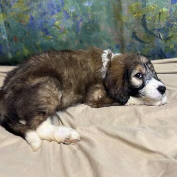 Cannoli -  Poodle and Mixed Breed Dog for Adoption in Brownsboro, Alabama - Cannoli | PetCurious