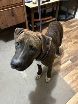 Rescue American Staffordshire Terrier Dogs for Adoption in Baldwin, Michigan - Chance | PetCurious