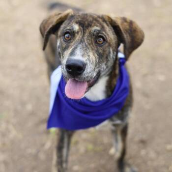 American Staffordshire Terrier Dogs Available for Adoption - MUNCHIE | PetCurious