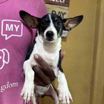 Obi - Local Sept 11-13 -  Chihuahua and Dachshund Dog for Adoption in Brookshire, Texas - Obi - Local Sept 11-13 | PetCurious