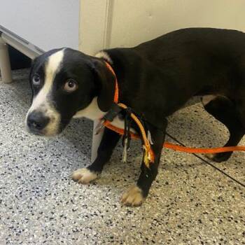 Feist and Labrador Retriever Dogs Available for Adoption in Hattiesburg, Mississippi - Benny | PetCurious