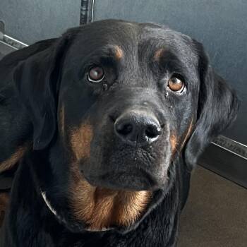 Luna -  Mixed Breed and Rottweiler Dog for Adoption in Las Cruces, New Mexico - Luna | PetCurious