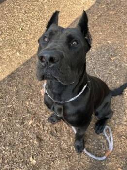 Collosus- Adopted -  Mixed Breed Dog for Adoption in Chamblee, Georgia - Collosus- Adopted | PetCurious