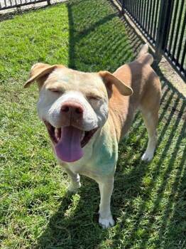 Rescue Pit Bull Terrier Dogs for Adoption in Riverside, California - PRINGLE | PetCurious