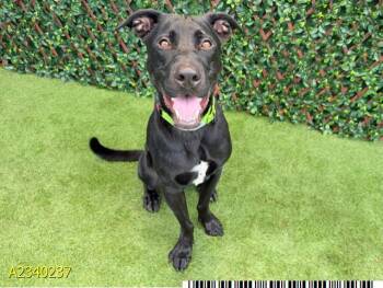 GLENN -  Mixed Breed Dog for Adoption in West Palm Beach, Florida - GLENN | PetCurious