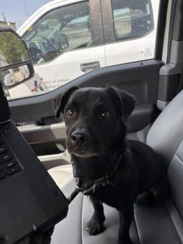 TURBO -  Chihuahua and Mixed Breed Dog for Adoption in Killeen, Texas - TURBO | PetCurious