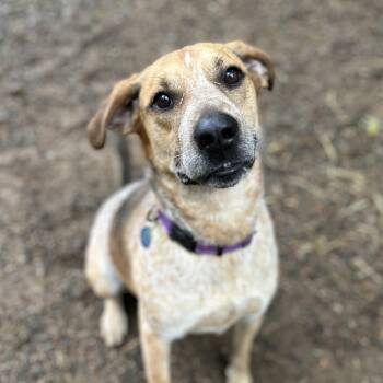 Hound Dogs Available for Adoption in Columbia, South Carolina - Freddy | PetCurious