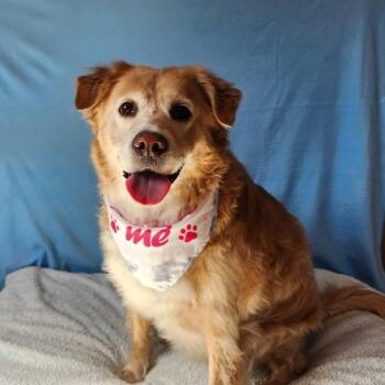 Marly -  Golden Retriever Dog for Adoption in Benld, Illinois - Marly | PetCurious