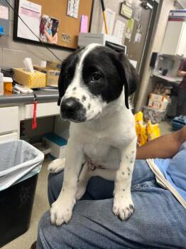 Diesal -  Labrador Retriever Dog for Adoption in Hopkinsville, Kentucky - Diesal | PetCurious