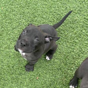 Sky pup 1091 -  Mixed Breed Dog for Adoption in Loxahatchee Groves, Florida - Sky Pup 1091 | PetCurious