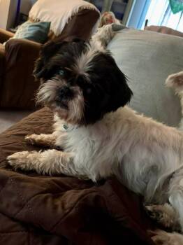 Rescue Shih Tzu Dogs for Adoption in Aiken, South Carolina - Willow | PetCurious