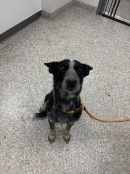 Rescue Australian Cattle Dog Blue Heeler and Mixed Breed Dogs for Adoption in Gastonia, North Carolina - Dog 2 | PetCurious