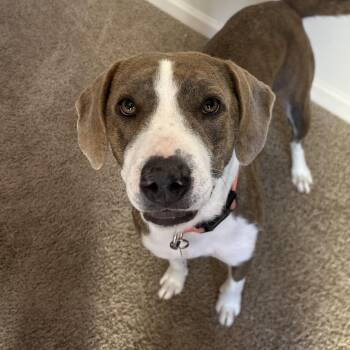 Labrador Retriever Dogs Available for Adoption - Olympic Torch | PetCurious