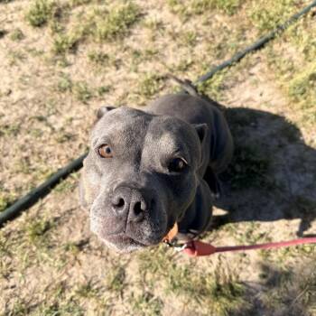 Mixed Breed Dogs Available for Adoption in Gloucester, Virginia - Mama D | PetCurious