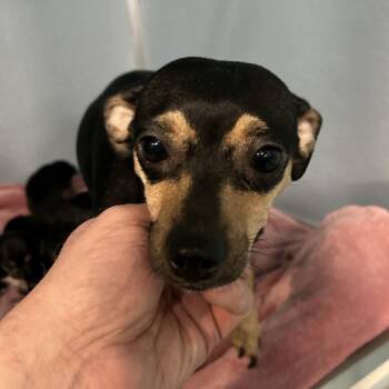 Chihuahua and Miniature Pinscher Dogs Available for Adoption - Blackberry | PetCurious