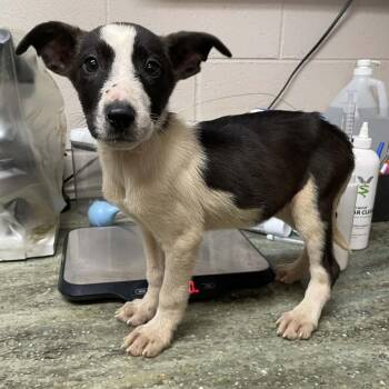Mixed Breed Dogs Available for Adoption in Wantagh, New York - Lily | PetCurious