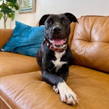 Pit Bull Terrier and Labrador Retriever Dogs Available for Adoption - Honey Bunny The Soulful Eyed Sweetheart | PetCurious