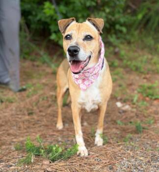 Little Mia -  Mixed Breed Dog for Adoption in Ellijay, Georgia - Little Mia | PetCurious